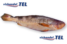 Smalleye croaker.jpg Smalleye croaker.jpg